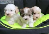 Maltese puppies for sale 