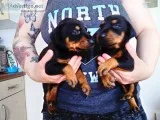 Stunning litter of doberman puppies