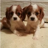 King charles spaniel pups