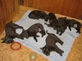 Well trained australian kelpie puppies 