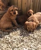 Obedient male and female cavapoo puppies