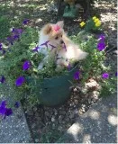 Pomeranian puppies ready to leave now
