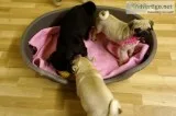 Obedient male and female pug puppies