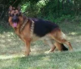 Stunning german shepard puppies