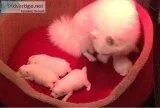 Fantastic quality japanese spitz puppies