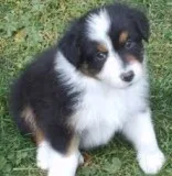 Merle australian shepard puppy for sale
