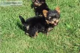 Yorkshire terrier pups for sale