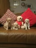 Obedient golden retriever puppies