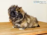 Adorable pekingese puppies for sale