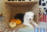 Old english sheepdogs  puppies available