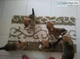 Welsh corgi puppies for sale