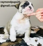 Dsak sweet english bulldog puppies ready