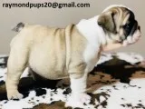 Fgdd sweet english bulldog puppies ready