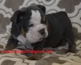 Rhk sweet english bulldog puppies ready