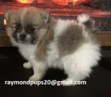 Bhdkg smart pomeranian puppies ready