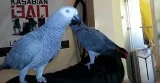 Friendly male and female congo african g