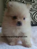 Dsqfg smart pomeranian puppies ready