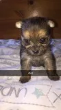 Pomeranian for re home