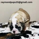 Dgd sweet english bulldog puppies ready