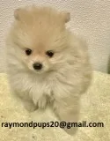 Dffg smart pomeranian puppies ready