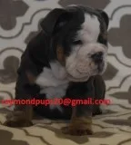 Cvdd sweet english bulldog puppies ready