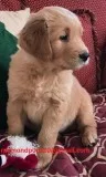 Kjds amazing golden retriever puppies