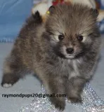 Bcxg smart pomeranian puppies ready