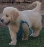 Vcdr amazing golden retriever puppies
