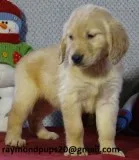 Swdr amazing golden retriever puppies