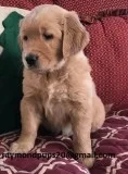 Njdr amazing golden retriever puppies
