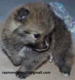 Vcg smart pomeranian puppies ready