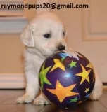 Lwdr amazing golden retriever puppies