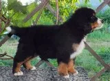  100% quality european bernese mountian 