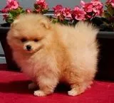 Pomeranian puppy for adoption