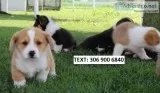 Pembroke welsh corgi puppies for you