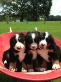 Male and female bernese mountian dog pup