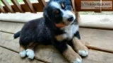  quality bernese mountian dog puppies