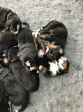  beautiful bernese mountian dog puppies 