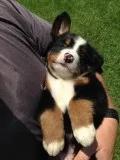 Online bernese mountian dog puppies 
