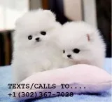Beautiful tea cup pomeranian pups ready 