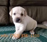 Pure breed labrador puppies