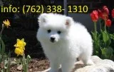 Samoyed puppies pure white