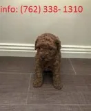 Toy poodle female