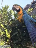 Huge and beautiful macaw birds