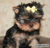 Pure-bred akc yorkie puppies
