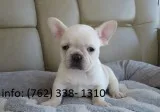 Jeaud french bulldog puppies 