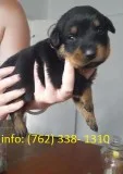Mkewk rottweiler puppies