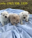 Chow chow puppies seeking great forever 