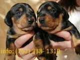 Kidhj miniature dachshund puppies 