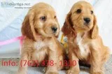 Pajfa cocker spaniel puppies 